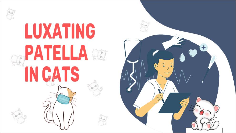 Luxating Patella In Cats