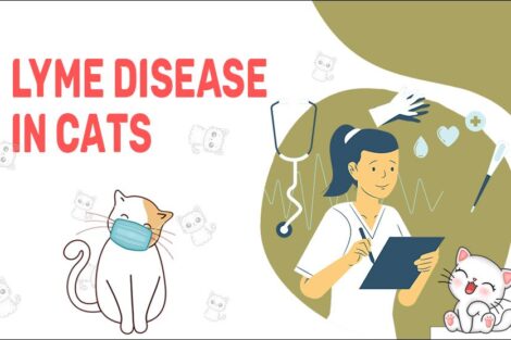 Lyme Disease In Cats