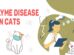 Lyme Disease In Cats