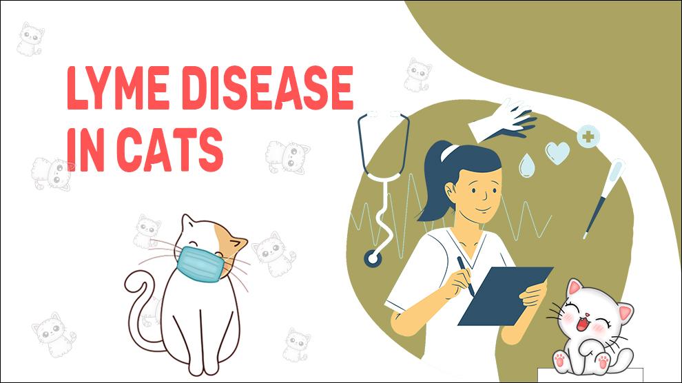 Lyme Disease In Cats