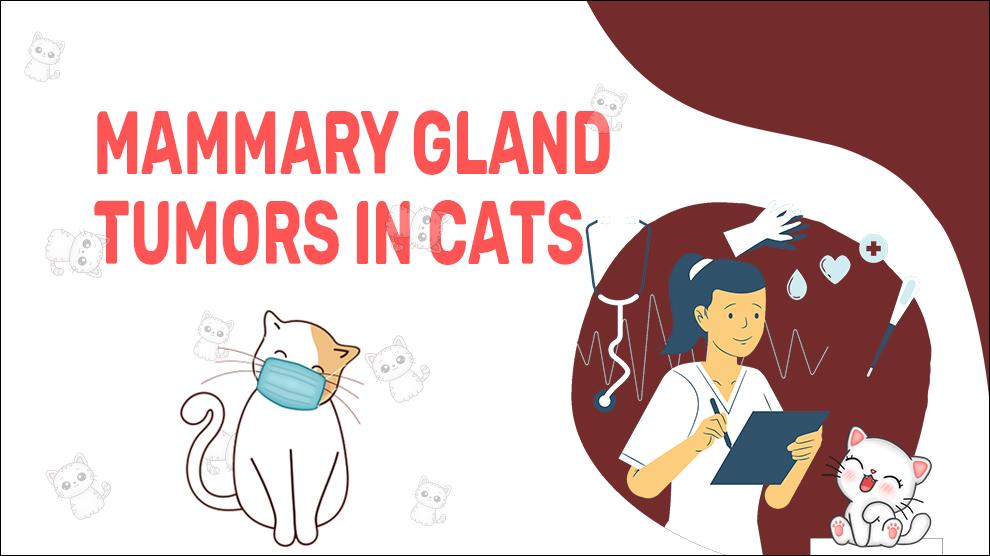 Mammary Gland Tumors In Cats