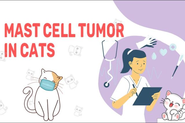 Mast Cell Tumor In Cats