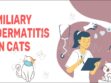Miliary Dermatitis In Cats