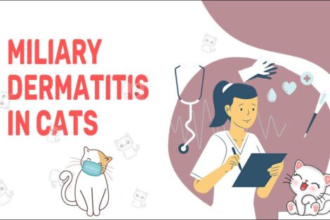 Miliary Dermatitis In Cats