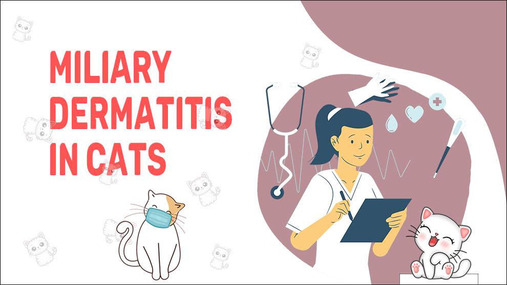 Miliary Dermatitis In Cats