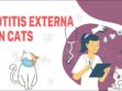 Otitis Externa In Cats