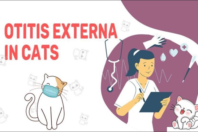 Otitis Externa In Cats
