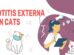 Otitis Externa In Cats