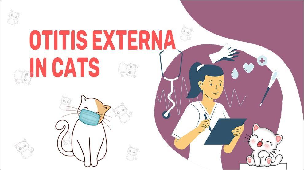 Otitis Externa In Cats