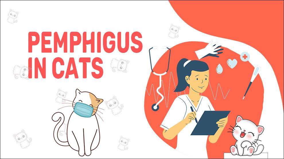 Pemphigus In Cats