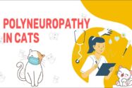 Polyneuropathy In Cats