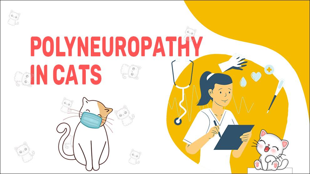Polyneuropathy In Cats