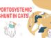 Portosystemic Shunt In Cats