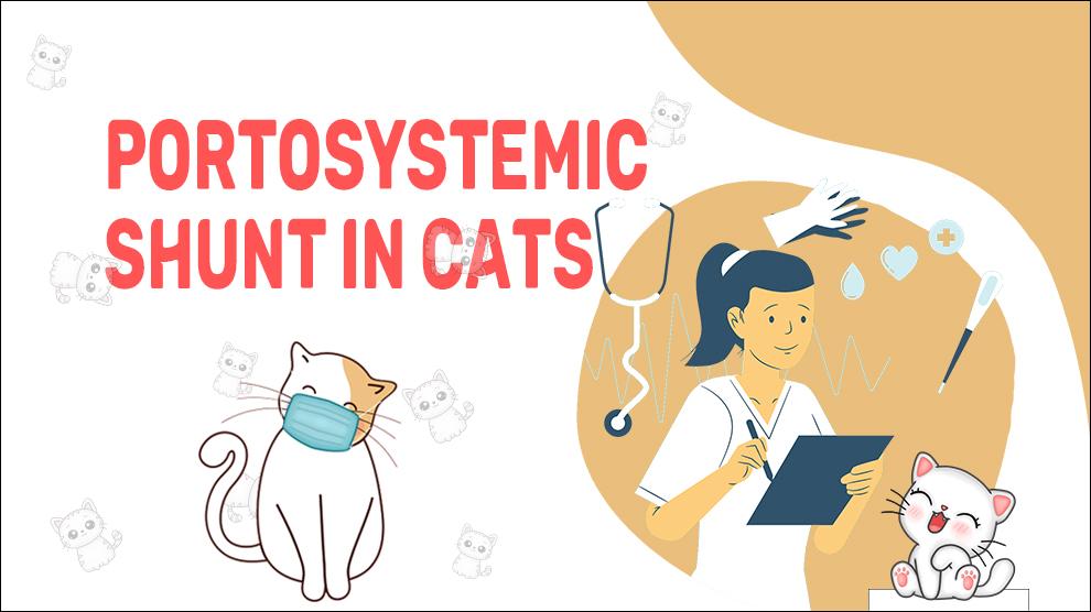 Portosystemic Shunt In Cats