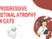 Progressive Retinal Atrophy In Cats