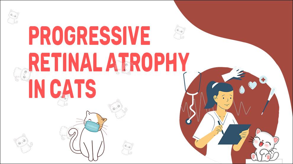 Progressive Retinal Atrophy In Cats