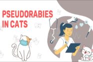 Pseudorabies In Cats