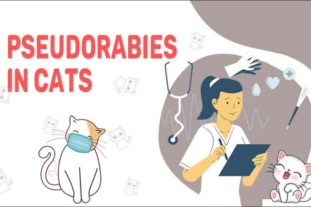 Pseudorabies In Cats
