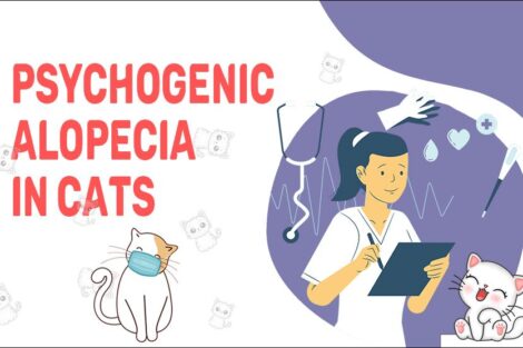 Psychogenic Alopecia In Cats