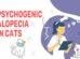 Psychogenic Alopecia In Cats