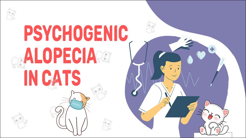 Psychogenic Alopecia In Cats