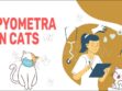 Pyometra In Cats