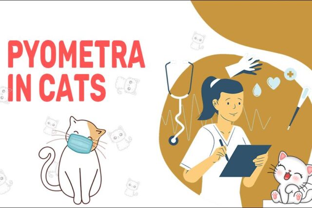 Pyometra In Cats