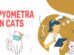 Pyometra In Cats
