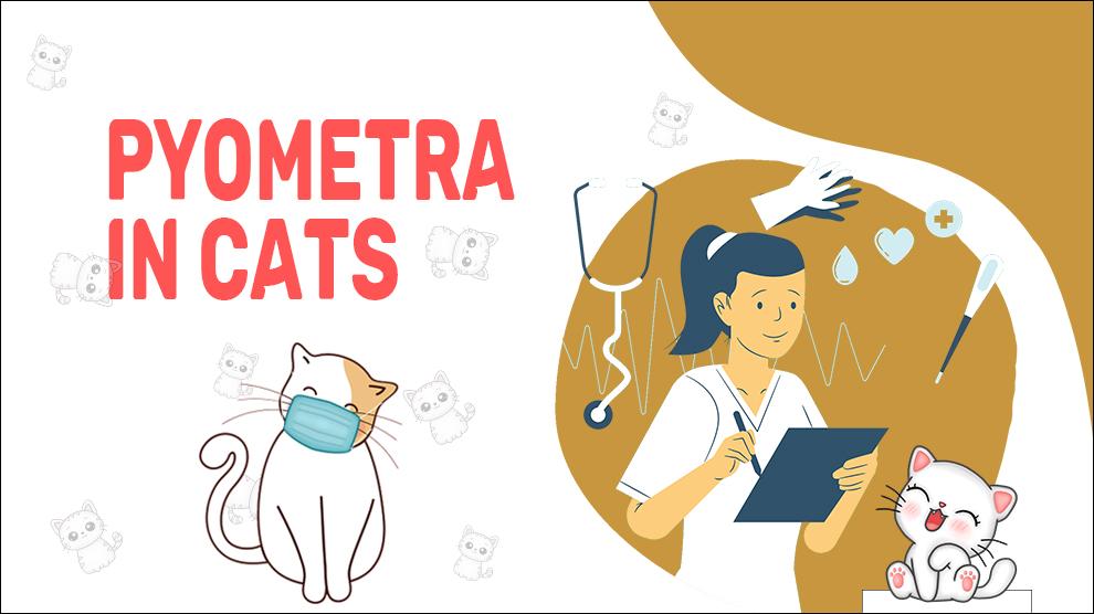 Pyometra In Cats