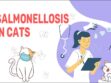 Salmonellosis In Cats