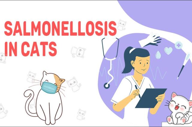 Salmonellosis In Cats