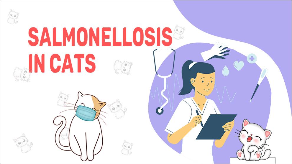 Salmonellosis In Cats