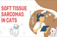 Soft Tissue Sarcomas In Cats