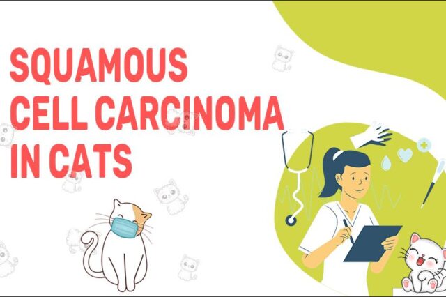 Squamous Cell Carcinoma In Cats