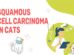 Squamous Cell Carcinoma In Cats