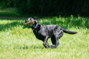 Tarpon Springs Dog Parks