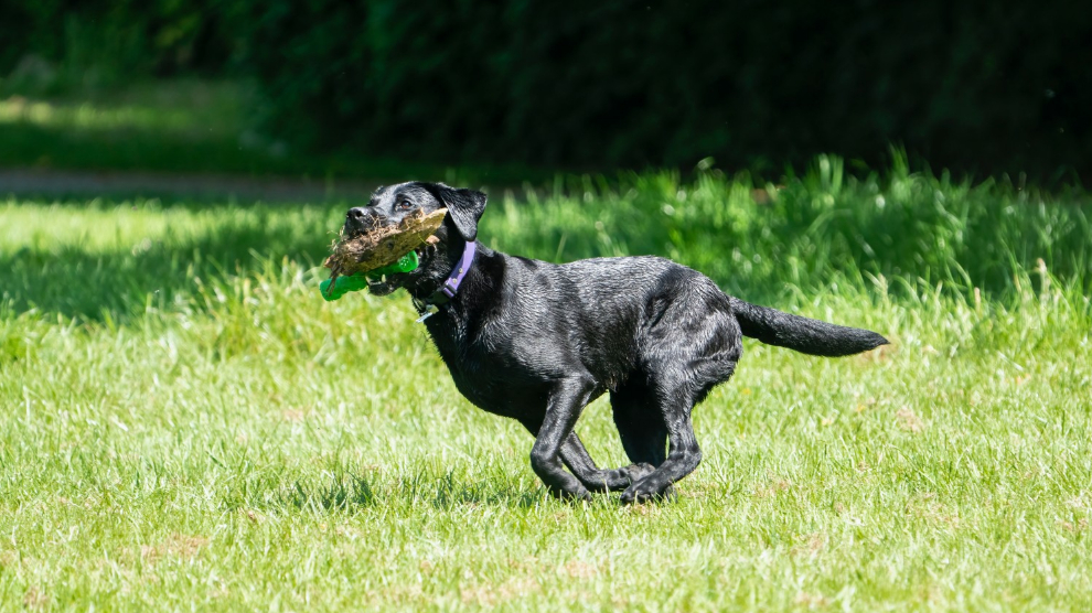 Tarpon Springs Dog Parks