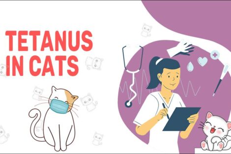 Tetanus In Cats
