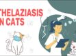 Thelaziasis In Cats