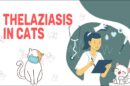 Thelaziasis In Cats