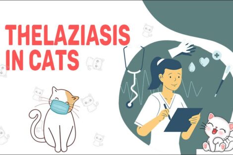 Thelaziasis In Cats