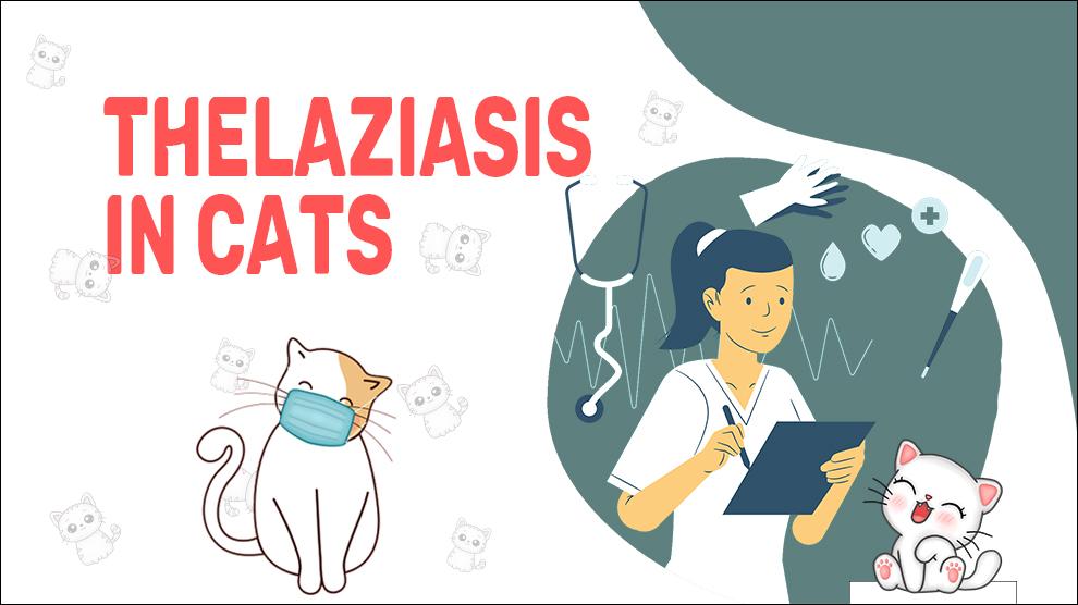 Thelaziasis In Cats