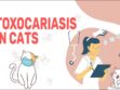 Toxocariasis In Cats