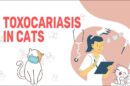 Toxocariasis In Cats