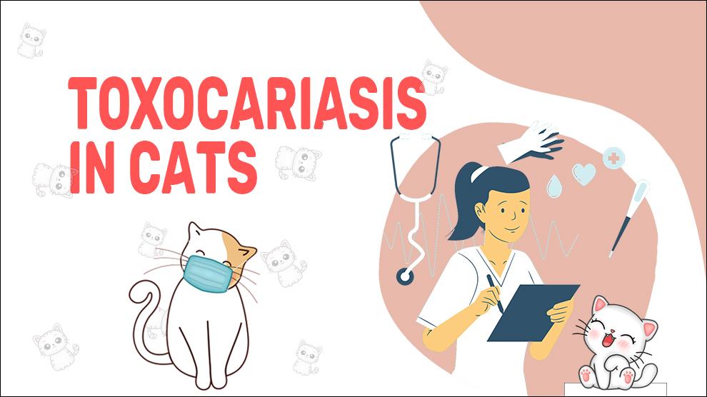 Toxocariasis In Cats