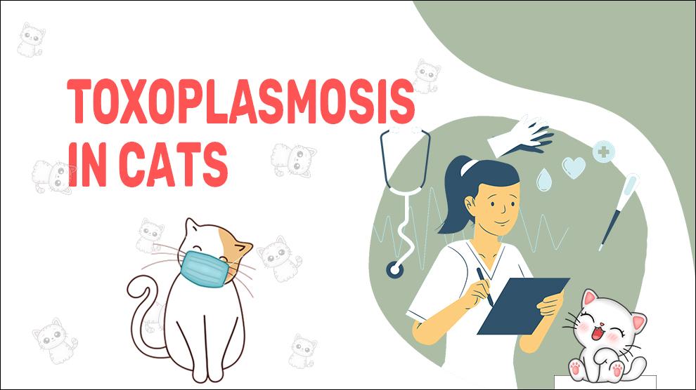 Toxoplasmosis In Cats