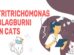 Tritrichomonas Blagburni In Cats