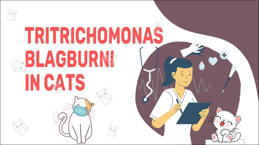 Tritichomonas Blagburni In Cats
