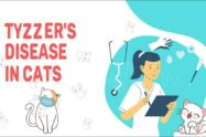 Tyzzer's Disease In Cats