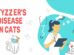 Tyzzer's Disease In Cats
